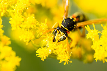 Wasp on yellow flower harvesting