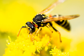 Wasp on yellow flower harvesting
