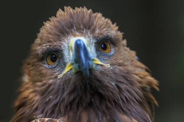 female golden eagle (Aquila chrysaetos) close up portrait