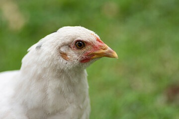 Close-up portrait of a white chicken