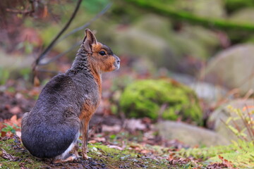 nice Patagonian mara (Dolichotis patagonum)