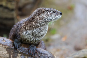 male Eurasian otters (Lutra lutra) looking around
