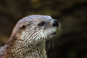 male Eurasian otters (Lutra lutra) head close up