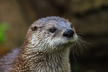 Eurasian otters (Lutra lutra) head close up
