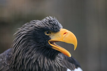 female Steller's sea eagle (Haliaeetus pelagicus) opens its beak with a scream