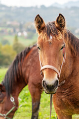 Portrait of young brown horse on pasture field