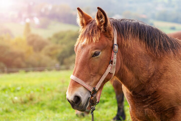 Beautiful young horse on a summer pasture close-up