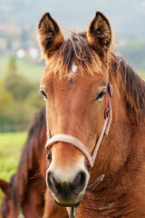 Portrait of young brown horse on pasture field