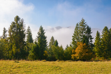 Fototapeta na wymiar coniferous forest on the grassy hillside meadow. fog rising up in to the blue sky. cold sunny morning in autumn