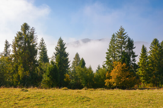 coniferous forest on the grassy hillside meadow. fog rising up in to the blue sky. cold sunny morning in autumn