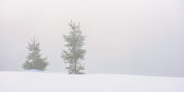 two coniferous trees on the snow covered meadow. minimalistic nature scenery in white season. christmas holiday concept