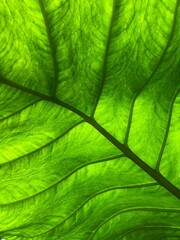 tropical flowers and leaves, jungle, vacation, green palm branches.