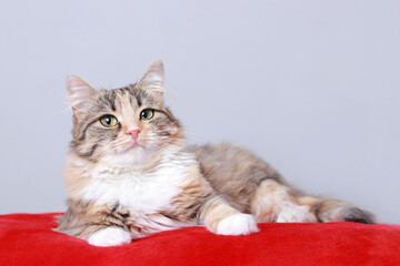 Fototapeta na wymiar Big fluffy Сat rests on a red pillow. Cute сat close up on a light white background. Kitten lies on a red background. Kitten with big green eyes posing at camera. Merry Christmas. Pets. Pet care 