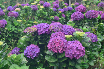 beautiful colorful Hydrangea macrophylla or Hortensia flower, summer garden background.