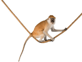 Monkey Sitting On Rope - Isolated - obrazy, fototapety, plakaty