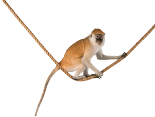Fotobehang Monkey Sitting On Rope - Isolated © BillionPhotos.com
