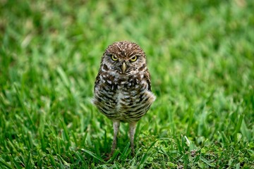 Burrowing owl watching you