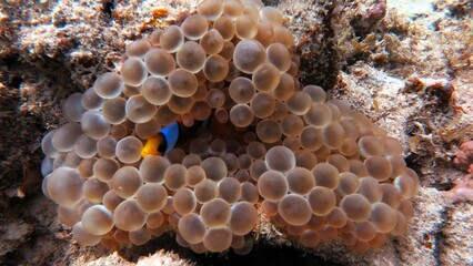 clown fish