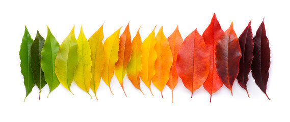 Life cycle of a leaf, season change concept. Autumn leaves from green to dark red in a row isolated...