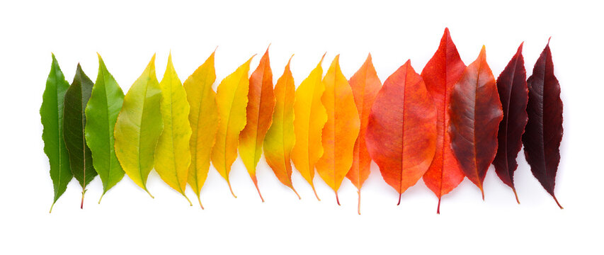 Life cycle of a leaf, season change concept. Autumn leaves from green to dark red in a row isolated on white background top view.
