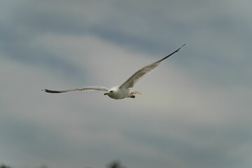 Closeup of a white seagull flying in the gloomy sky