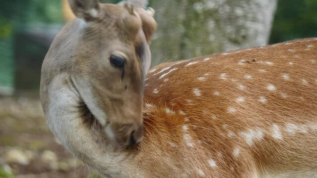 Fallow deer mother and baby in natural environment. Deer Dama dama. Vision Park in Auberive region, France. Slow motion