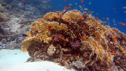 red sea fish and hard corals