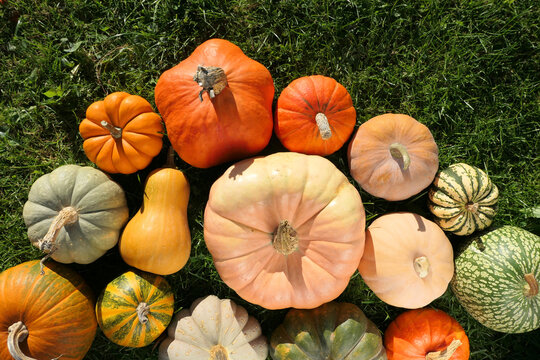 Pumpkins and squashes varieties on the grass