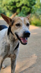 Vertical portrait of a cute dog with an open mouth