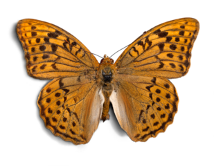 Black and Yellow Butterfly