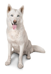 White Siberian husky dog isolated on white background © BillionPhotos.com