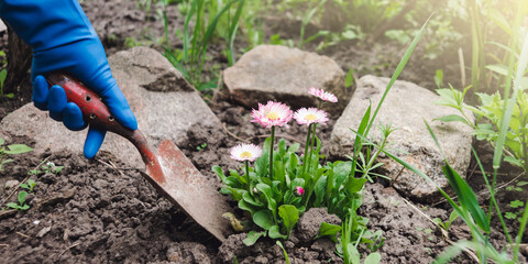 Gardeners hands planting flowers at back yard. A garden shovel is held by a hand in a blue latex glove. Transplanting daisies in the garden selective focus