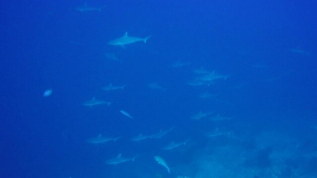 Grey Reef Sharks swimming in blue water