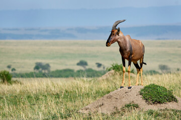 Naklejka na ściany i meble Topi (Damaliscus lunatus jimela) standing on an anthill mount with the landscape behind in masai mara, Kenya