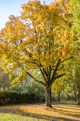 Fototapeta premium Osthafen park, Frankfurt, Germany