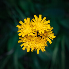 yellow dandelion flower