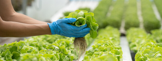 close up view hands of farmer picking lettuce in hydroponic greenhouse.