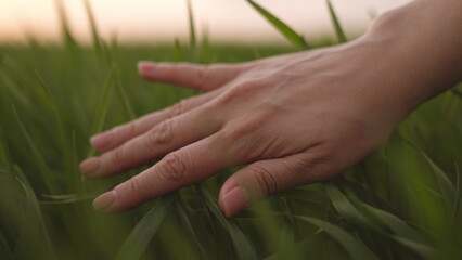 farmer hand touches ears green wheat sunset. griculture. business concept. production cultivation nutritious wheat green field. farmer countryside works summer farm. wheat plantation. healthy food
