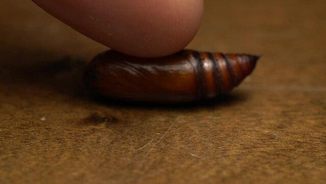 Macro Shot Of A Human Finger Touching a Moving Noctuidae Pupa