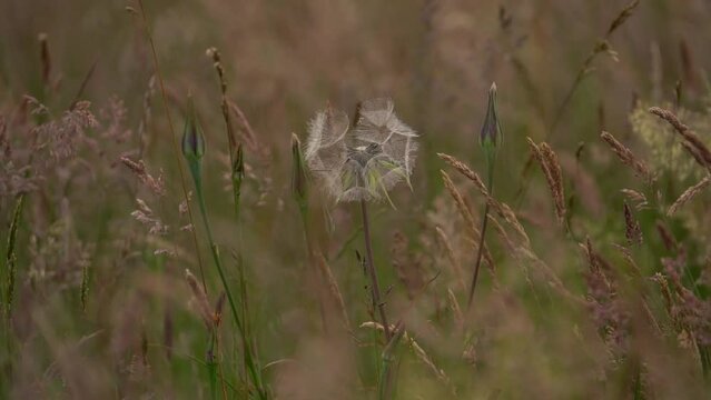 Tragopogon Dubius Seedhead Swaying in the Wind, the yellow salsify - Close Up Shot