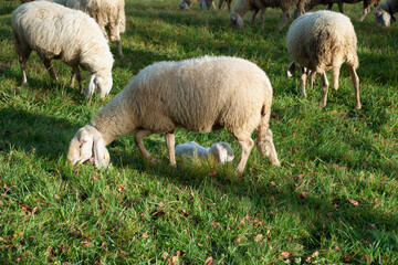 Obraz na płótnie Canvas Sheeps and Newborn Lamb Grazing on a Mountain Meadow