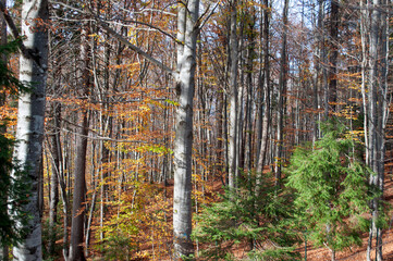 Colourful Forest in the Italian Alps during Autumn