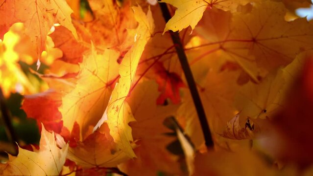 Golden Sycamore tree leaves in Autumn sunlight