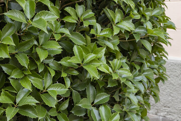 Ilex x koehneana 'Castaenifolia'