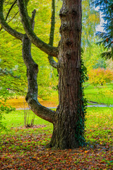 autumn trees