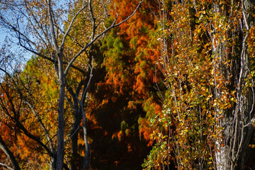 Obraz premium tree with rust leaves in the beautiful autumn season.