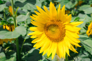 Sunflower head on a background of green leaves. Yellow sunflower petals closeup alone nature. Detailed sunflower part with its seeds and fibonacci sequence.