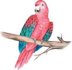 Red parrot on a branch. Ara chloroptera. Watercolor vector illustration. © Ekaterina