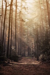 Naklejka premium Autumn moody nature in the fog