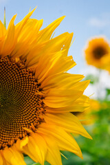 Obraz premium Part of a sunflower head on a background of cloudy sky. Yellow sunflower petals closeup alone nature. Detailed sunflower part with its seeds and fibonacci sequence. Vertical